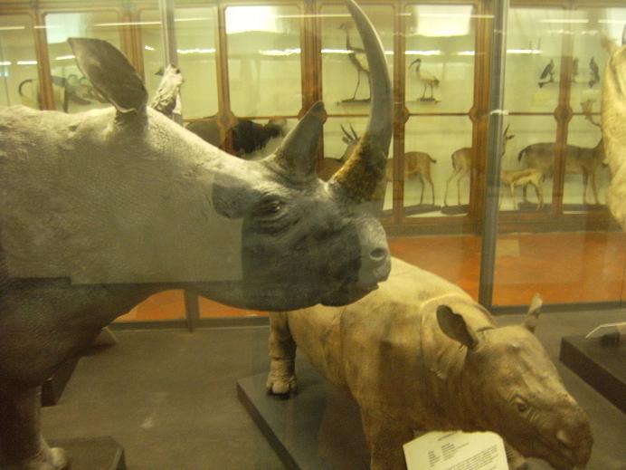 Museo regionale di scienze naturali (Torino)